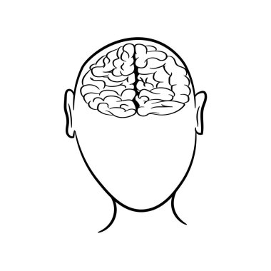 Anatomik olarak insan beyninin ana hatları doğru. Anatomisi olan ders kitapları için resim. Beyaz arka planda insan beyninin vektör çizimi. İnsan kafası ve beyninin çevresi.