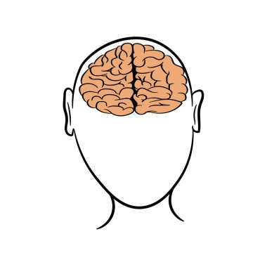 Anatomik olarak insan beyninin ana hatları doğru. Anatomisi olan ders kitapları için resim. Beyaz arka planda insan beyninin vektör çizimi. İnsan kafası ve beyninin çevresi.