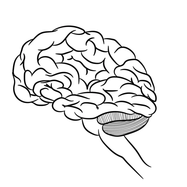 Anatomicamente Corretamente Esboço Cérebro Humano Imagem Para Livros Didáticos Com — Vetor de Stock