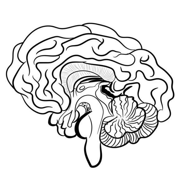 Mänsklig Hjärna Vit Bakgrund Anatomiskt Korrekt Skiss Mänskliga Hjärnor Vektorillustration — Stock vektor