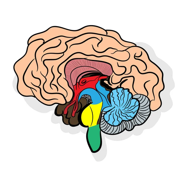 解剖学的に正しい人間の脳の輪郭 解剖学の教科書の絵 脳の中前後の部分 白い背景に人間の脳のベクトル図 — ストックベクタ