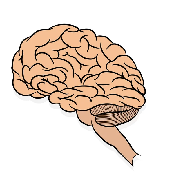 解剖上正确的人脑轮廓 带解剖学原理的教科书的图片 白色背景下人脑的载体图解 — 图库矢量图片