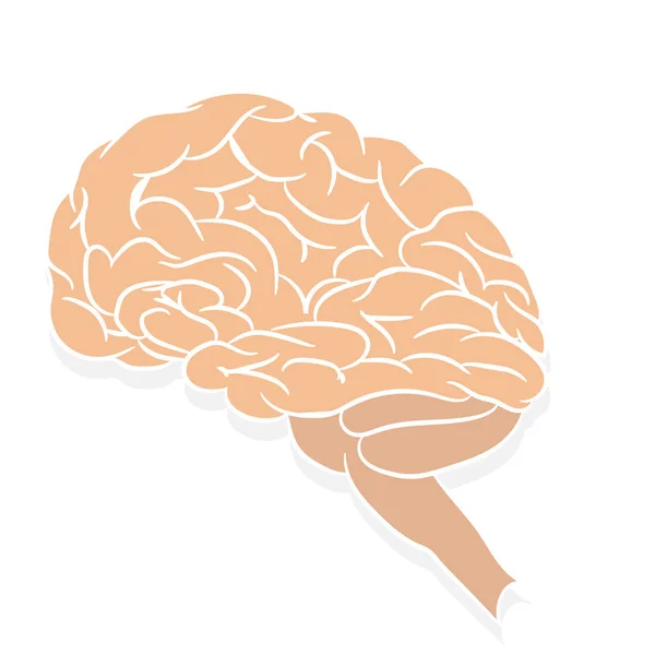 Anatomicamente Corretamente Esboço Cérebro Humano Imagem Para Livros Didáticos Com —  Vetores de Stock