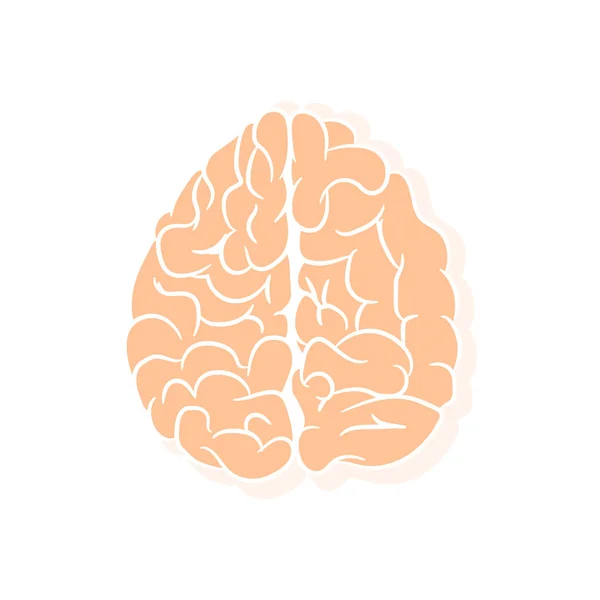 解剖上正确的人脑轮廓 带解剖学原理的教科书的图片 白色背景下人脑的载体图解 — 图库矢量图片