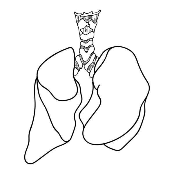 Anatomie Pulmonaire Humaine Isolée Sur Fond Blanc Illustration Vectorielle Poumons — Image vectorielle