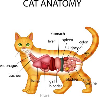 Anatomy of cat clipart