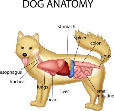 Anatomy of dog clipart