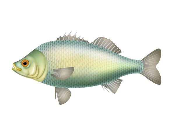 Ilustração de peixes isolados sobre fundo branco —  Vetores de Stock