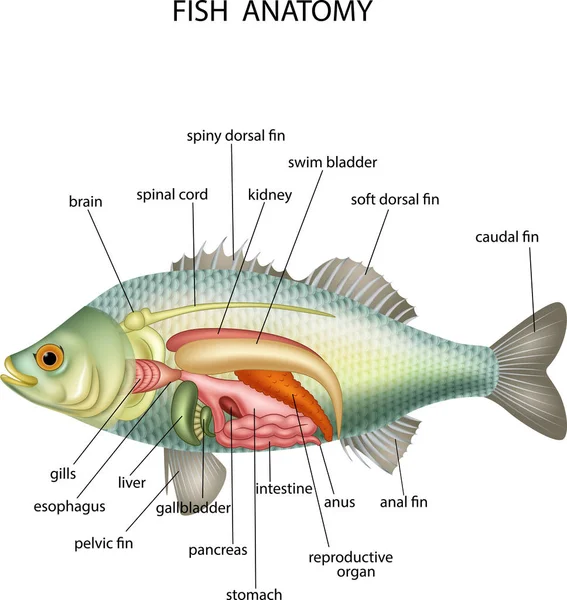 Anatomía de los peces sobre fondo blanco — Vector de stock