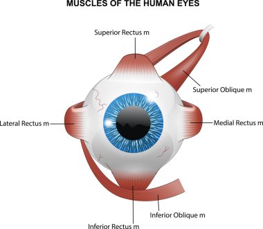Muscles of the human eyes clipart