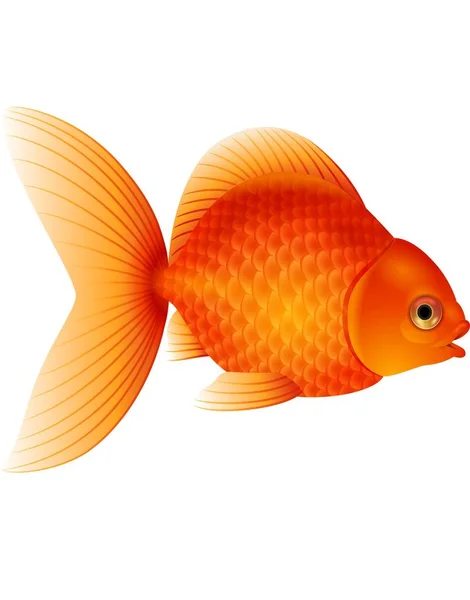 Cartoon goldfish isolated on white background Royalty Free Stock Illustrations