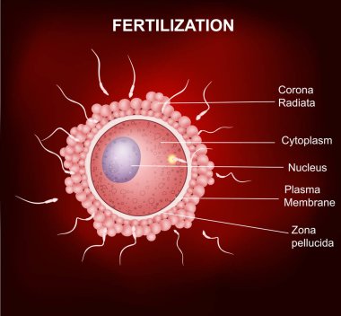 İnsan döllenme, sperm hücre insan yumurta hücresinin döllenme