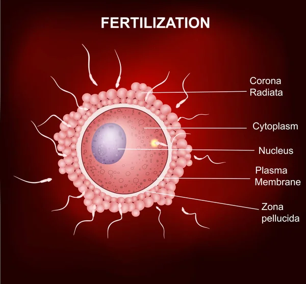 人类受精，受精的精子细胞的人类卵子细胞。 — 图库矢量图片