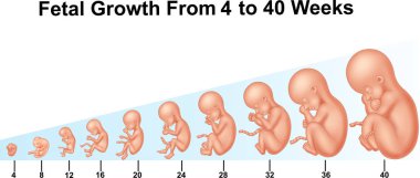 4 haftadan 40 haftaya kadar fetal büyüme