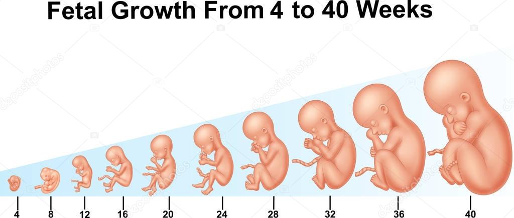 Fetal growth from 4 to 40 weeks
