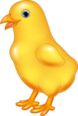 Beyaz arka planda izole edilmiş şirin küçük tavuk.