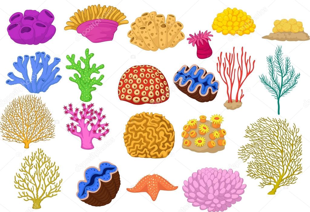 Set of colorful corals, clamp and starfish