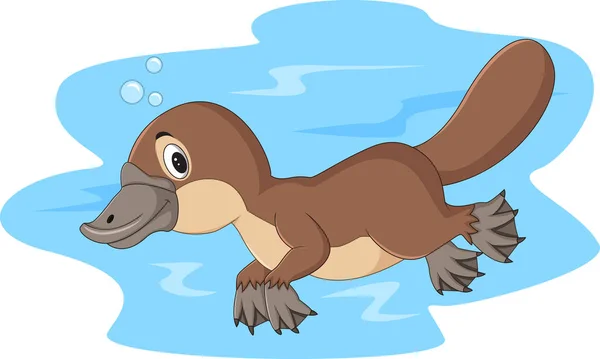 การ ความส Platypus การว ายน — ภาพเวกเตอร์สต็อก