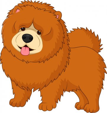 Chow chow köpek chow