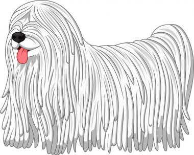 Beyaz bir arka plan üzerinde izole Komondor köpek doğurmak