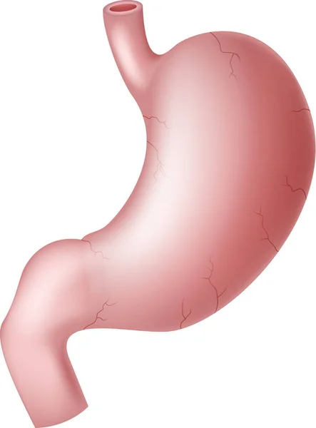 Ilustrace Lidského Žaludku — Stockový vektor