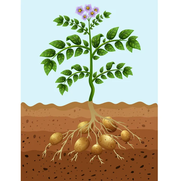 Vector Illustration Potatoes Planting Ground — Stock Vector