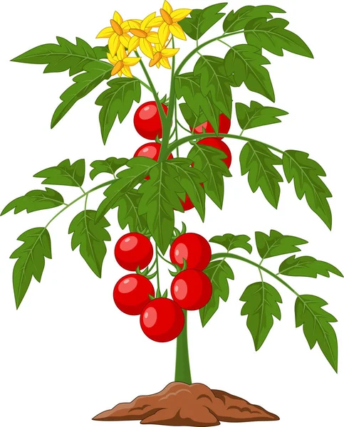 白いイラストに隔離された漫画トマトの植物のベクトルイラスト — ストックベクタ