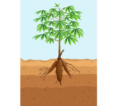 Kökleri olan Cassava ağaç bitkisinin vektör çizimi