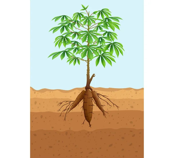 Vector Illustratie Van Cassava Boom Plant Met Wortels — Stockvector