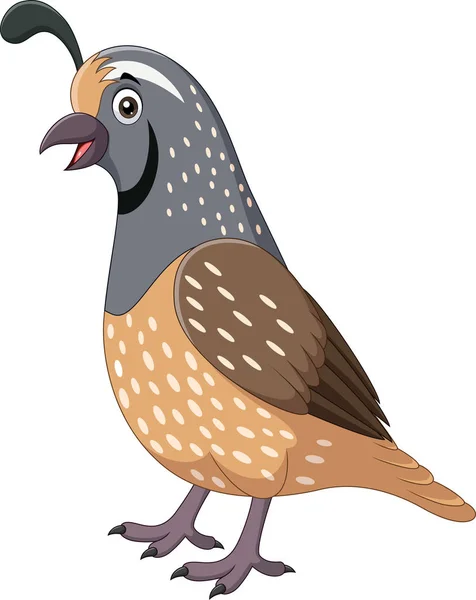 Illustration Vectorielle Oiseau Caille Souriant Bande Dessinée Sur Fond Blanc — Image vectorielle