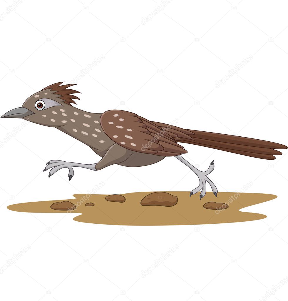 Vector illustration of Cartoon Roadrunner bird running on the road