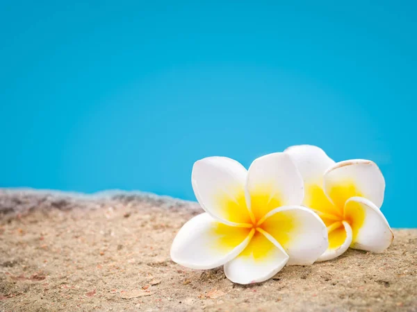 Two plumeria flowers on pastel background — Stock Photo, Image