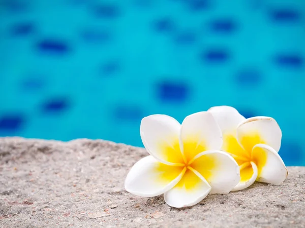 Two plumeria flowers beside swimming pool — Stock Photo, Image