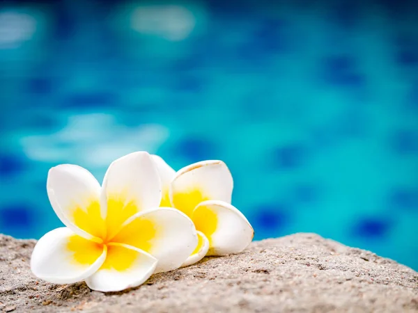 Due fiori di plumeria accanto alla piscina Foto Stock Royalty Free