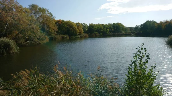 Jezioro Wiele Roślin Wokół Niego — Zdjęcie stockowe