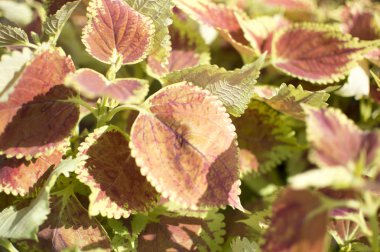 Mor yaprakları sarı ve yeşil kenarları ile