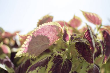 Mor şeffaf yaprak ve diğer yeşil yaprak.