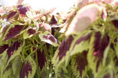 Mor yaprakları ve yeşil kenarları ile bitki