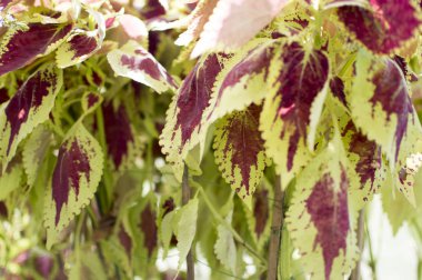 Yeşil bitki canlı mor yapraklar