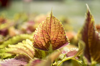 Tek mor yaprak yeşil kenarları ile