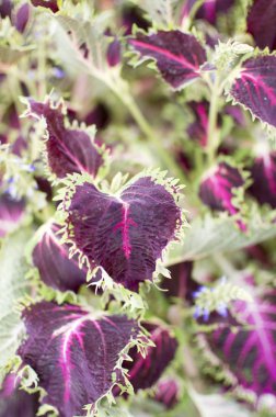 Kırmızı damarlar mor yaprak