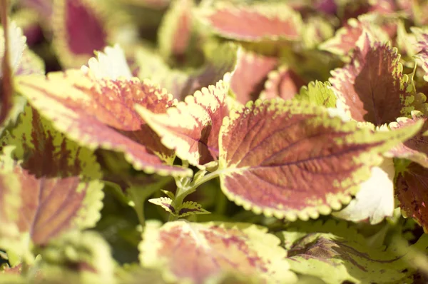 Mor yaprakları yeşil ve sarı kenarları ile