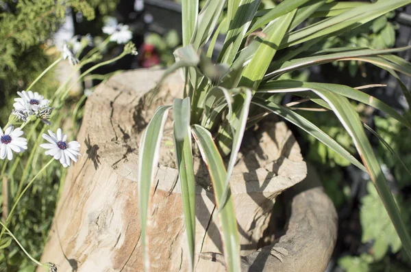 Bir ağaç bagajında bitki