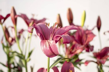 Egzotik lily çiçekler ve tomurcukları