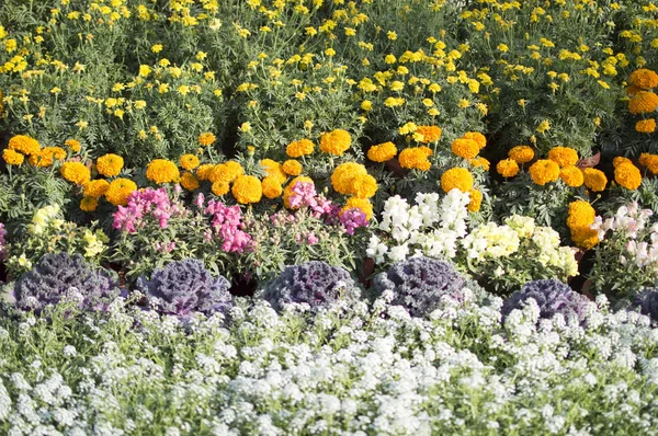 Linhas de flores e outras plantas — Fotografia de Stock