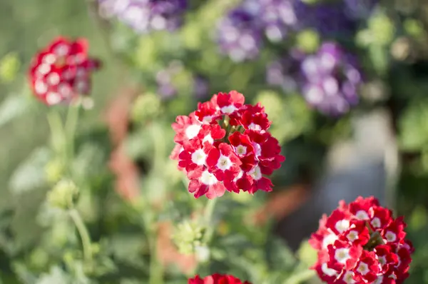 Malé červené květy ve svazcích na přírodní rostliny. — Stock fotografie