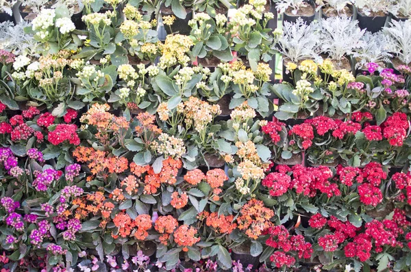 Çiçek ve bitkilerin çeşitliliği — Stok fotoğraf