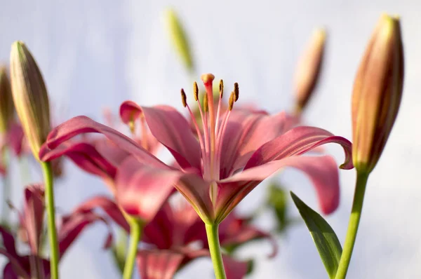 Pollenek, liliom virág, piros és rózsaszín színű — Stock Fotó