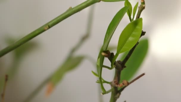 Grüne Blätter einer Linde mit Stängeln und Ähren