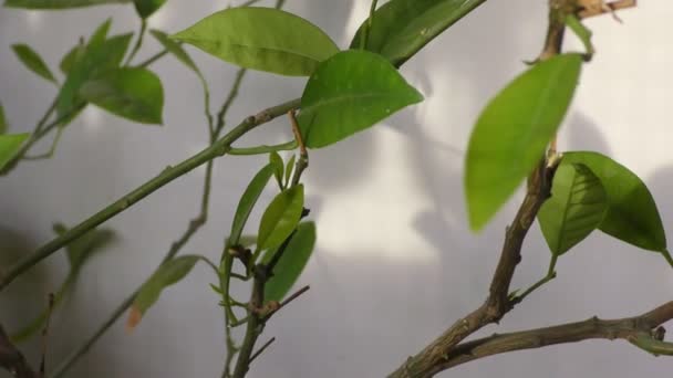 Beaucoup de feuilles vertes d'un tilleul avec des tiges et des pointes 